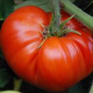 50 Seeds Genuwine Tomato Juicy Tomatoe Vegetable Garden Edible Food Fast Shipping 50 Seeds Genuwine Tomato Juicy Tomatoe Vegetable Garden Edible Food Fast Shipping