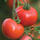 50 Seeds Ferline Tomato Juicy Tomatoe Vegetable Garden Edible Food Fast Shipping 50 Seeds Ferline Tomato Juicy Tomatoe Vegetable Garden Edible Food Fast Shipping