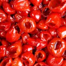 25 Seeds Piquanté Pepper Garden Vegetables Edible Food Fast Shipping 25 Seeds Piquanté Pepper Garden Vegetables Edible Food Fast Shipping