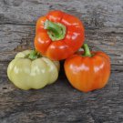 25 Seeds Alma Spicy Paprika Pepper Garden Vegetables Edible Food Fast Shipping 25 Seeds Alma Spicy Paprika Pepper Garden Vegetables Edible Food Fast Shipping