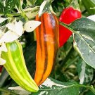 25 Seeds Fish Pepper Garden Vegetables Edible Food Fast Shipping 25 Seeds Fish Pepper Garden Vegetables Edible Food Fast Shipping