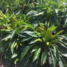 25 Seeds Hontaka Pepper Garden Vegetables Edible Food Fast Shipping 25 Seeds Hontaka Pepper Garden Vegetables Edible Food Fast Shipping