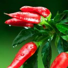25 Seeds Santaka Pepper Garden Vegetables Edible Food Fast Shipping 25 Seeds Santaka Pepper Garden Vegetables Edible Food Fast Shipping
