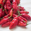 25 Seeds Red Amazon Pepper Garden Vegetables Edible Food Fast Shipping 25 Seeds Red Amazon Pepper Garden Vegetables Edible Food Fast Shipping
