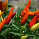 25 Seeds Super Chili Pepper Garden Vegetables Edible Food Fast Shipping 25 Seeds Super Chili Pepper Garden Vegetables Edible Food Fast Shipping