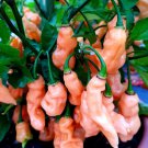 25 Seeds Habanero Peach Pepper Garden Vegetables Edible Food Fast Shipping 25 Seeds Habanero Peach Pepper Garden Vegetables Edible Food Fast Shipping