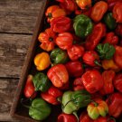 25 Seeds Scotch Bonnet Pepper Garden Vegetables Edible Food Fast Shipping 25 Seeds Scotch Bonnet Pepper Garden Vegetables Edible Food Fast Shipping