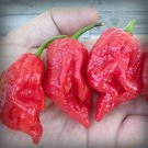 25 Seeds 7 Pot Barrackpore Pepper Garden Vegetables Edible Food Fast Shipping 25 Seeds 7 Pot Barrackpore Pepper Garden Vegetables Edible Food Fast Shipping