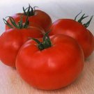 50 Seeds Early First Prize Tomato Juicy Tomatoe Vegetable Garden Edible Food Fast Shipping 50 Seeds Early First Prize Tomato Juicy Tomatoe Vegetable Garden Edible Food Fast Shipping