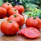 50 Seeds Early Boy Bush Tomato Juicy Tomatoe Vegetable Garden Edible Food Fast Shipping 50 Seeds Early Boy Bush Tomato Juicy Tomatoe Vegetable Garden Edible Food Fast Shipping