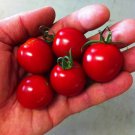 50 Seeds Cherry Bomb Tomato Juicy Tomatoe Vegetable Garden Edible Food Fast Shipping 50 Seeds Cherry Bomb Tomato Juicy Tomatoe Vegetable Garden Edible Food Fast Shipping