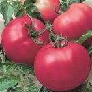 50 Seeds ChefS Choice Pink Tomato Juicy Tomatoe Vegetable Garden Edible Food Fast Shipping 50 Seeds ChefS Choice Pink Tomato Juicy Tomatoe Vegetable Garden Edible Food Fast Shipping