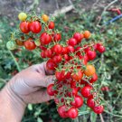 50 Seeds Centiflor Red Tomato Juicy Tomatoe Vegetable Garden Edible Food Fast Shipping 50 Seeds Centiflor Red Tomato Juicy Tomatoe Vegetable Garden Edible Food Fast Shipping