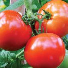 50 Seeds Celebrity Tomato Juicy Tomatoe Vegetable Garden Edible Food Fast Shipping 50 Seeds Celebrity Tomato Juicy Tomatoe Vegetable Garden Edible Food Fast Shipping