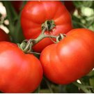 50 Seeds Bush Early Girl Ii Tomato Juicy Tomatoe Vegetable Garden Edible Food Fast Shipping 50 Seeds Bush Early Girl Ii Tomato Juicy Tomatoe Vegetable Garden Edible Food Fast Shipping