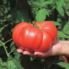 50 Seeds Big Brandy Tomato Juicy Tomatoe Vegetable Garden Edible Food Fast Shipping 50 Seeds Big Brandy Tomato Juicy Tomatoe Vegetable Garden Edible Food Fast Shipping