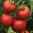 50 Seeds Bhn 624 Tomato Juicy Tomatoe Vegetable Garden Edible Food Fast Shipping 50 Seeds Bhn 624 Tomato Juicy Tomatoe Vegetable Garden Edible Food Fast Shipping