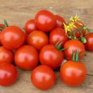 50 Seeds Bhn 268 Tomato Juicy Tomatoe Vegetable Garden Edible Food Fast Shipping 50 Seeds Bhn 268 Tomato Juicy Tomatoe Vegetable Garden Edible Food Fast Shipping