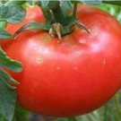 50 Seeds Believe It Or Not Tomato Juicy Tomatoe Vegetable Garden Edible Food Fast Shipping 50 Seeds Believe It Or Not Tomato Juicy Tomatoe Vegetable Garden Edible Food Fast Shipping