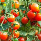 50 Seeds BaxterS Early Bush Tomato Juicy Tomatoe Vegetable Garden Edible Food Fast Shipping