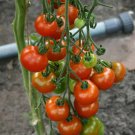 50 Seeds Bartelly Tomato Juicy Tomatoe Vegetable Garden Edible Food Fast Shipping 50 Seeds Bartelly Tomato Juicy Tomatoe Vegetable Garden Edible Food Fast Shipping