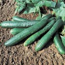 25 Seeds Sweet Success Cucumber Edible Food Garden Fast Shipping 25 Seeds Sweet Success Cucumber Edible Food Garden Fast Shipping