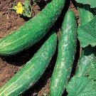 25 Seeds Orient Express Ii Cucumber Edible Food Garden Fast Shipping 25 Seeds Orient Express Ii Cucumber Edible Food Garden Fast Shipping
