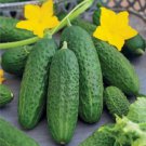 25 Seeds Bush Champion Cucumber Edible Food Garden Fast Shipping