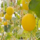 15 Seeds Vine Peach Melon Garden Fresh Fruit Healthy Summer Food Fast Shipping