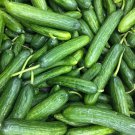 25 Seeds Beit Alpha Cucumbers Edible Food Garden Fast Shipping 25 Seeds Beit Alpha Cucumbers Edible Food Garden Fast Shipping
