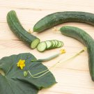 25 Seeds Arola Cucumbers Edible Food Garden Fast Shipping 25 Seeds Arola Cucumbers Edible Food Garden Fast Shipping