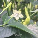 25 Seeds Tabasco Pepper Seeds Garden Healthy Food Fast Shipping 25 Seeds Tabasco Pepper Seeds Garden Healthy Food Fast Shipping