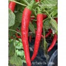 25 Seeds Aji Cacho De Carbra Pepper Seed Garden Healthy Food Fast Shipping 25 Seeds Aji Cacho De Carbra Pepper Seed Garden Healthy Food Fast Shipping