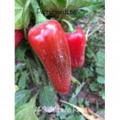 25 Seeds Aps Jalapeño Red Pepper Seeds Garden Healthy Food Fast Shipping 25 Seeds Aps Jalapeño Red Pepper Seeds Garden Healthy Food Fast Shipping