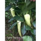 25 Seeds Sweet Yellow Banana Pepper Seeds Garden Healthy Food Fast Shipping 25 Seeds Sweet Yellow Banana Pepper Seeds Garden Healthy Food Fast Shipping