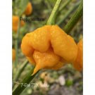 25 Seeds 7Dx Yellow Pepper Seeds Garden Healthy Fast Shipping 25 Seeds 7Dx Yellow Pepper Seeds Garden Healthy Fast Shipping