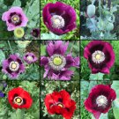 Poppy Breadseed Mixed Colors Huge Pods Baking Ornamental Nongmo 1000 Seeds Fast Shipping Poppy Breadseed Mixed Colors Huge Pods Baking Ornamental Nongmo 1000 Seeds Fast Shipping