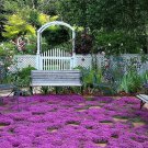 Creeping Thyme Seeds Nongmo Herb Seeds Seed Store 300 Fast Shipping Creeping Thyme Seeds Nongmo Herb Seeds Seed Store 300 Fast Shipping
