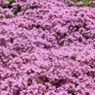 1000 Dwarf Creeping Thyme Seeds Thymus Serpyllum Ground Cover Fast Shipping 1000 Dwarf Creeping Thyme Seeds Thymus Serpyllum Ground Cover Fast Shipping