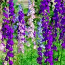 Larkspur Seeds 200 Rocket Mix Purple White Annual Flower Garden Fast Shipping Larkspur Seeds 200 Rocket Mix Purple White Annual Flower Garden Fast Shipping