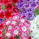 Twinkle Mix Phlox Seeds Flower Seeds Seed Store 50Seeds Fast Shipping Twinkle Mix Phlox Seeds Flower Seeds Seed Store 50Seeds Fast Shipping