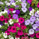 Petunia Seeds 2000 Dwarf Mix Variety Annual Flower Garden Bees Fast Shipping