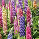 Russell Lupine Flower Seeds 50 Mixed Colors Perennial Garden Fast Shipping Russell Lupine Flower Seeds 50 Mixed Colors Perennial Garden Fast Shipping