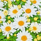 Shasta Daisy Flower Seeds 500 Perennial Bees Butterfly Garden Fast Shipping