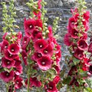 Hollyhock Flower Seeds 30 Summer Carnival Mix Herb Perennial Fast Shipping Hollyhock Flower Seeds 30 Summer Carnival Mix Herb Perennial Fast Shipping