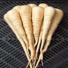 Parsnip Seeds 200 Harris Early Model Vegetable Garden Culinary Fast Shipping Parsnip Seeds 200 Harris Early Model Vegetable Garden Culinary Fast Shipping