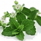 Stevia Rebaudiana Natural Sweetener Organic Sugar Substitute 100 Seeds Fast Shipping Stevia Rebaudiana Natural Sweetener Organic Sugar Substitute 100 Seeds Fast Shipping
