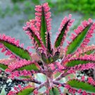 15 Kalanchoe Pink Butterflies Pink Mother Of Thonds Rare Succulent Seeds Fast Shipping