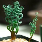 15 Succulent Seeds Living Stones Flower Succulent Cactus Rare Succulent Seeds Fast Shipping 15 Succulent Seeds Living Stones Flower Succulent Cactus Rare Succulent Seeds Fast Shipping