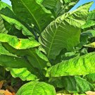 50 Tobacco Seeds Havanna Gold Herb Seeds Grown Non Gmo Grow Us Fast Shipping 50 Tobacco Seeds Havanna Gold Herb Seeds Grown Non Gmo Grow Us Fast Shipping